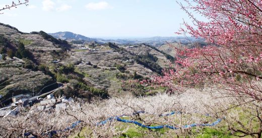 田辺梅林